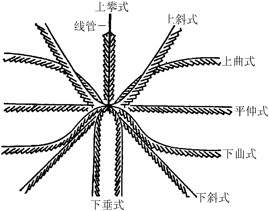 笔石枝